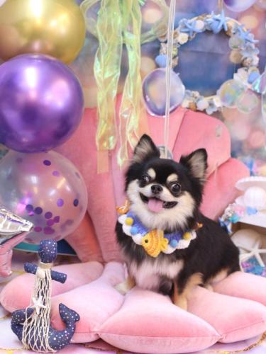 20240821ボスくん